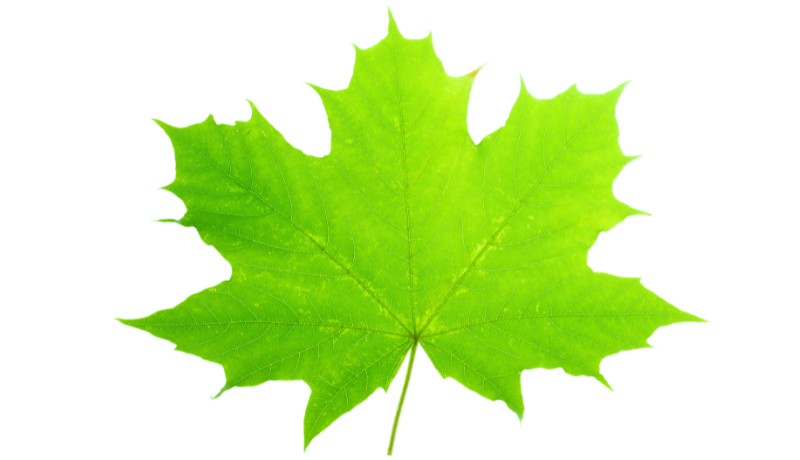 Navigating Uncertainty: The Canadian Elections' Impact on Carbon Markets