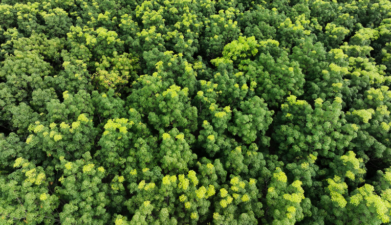 High-Quality Forest Management Emerges as a Cornerstone of Carbon Markets