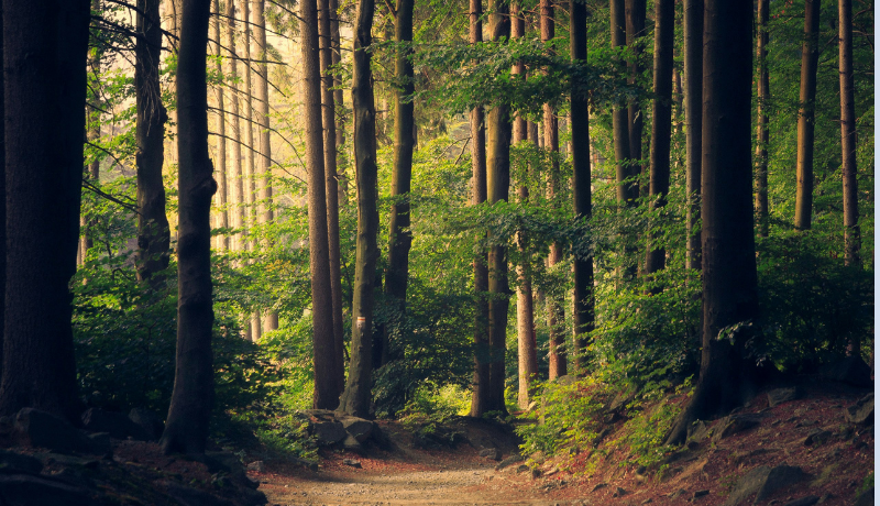 British Columbia's Evolving Carbon Market: New Opportunities for Carbon Emitters