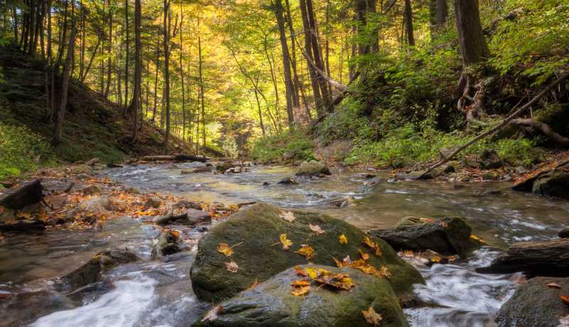 UN Body Leaves the Door Open to Nature-Based Solutions in PACM