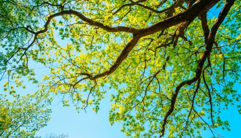 Evolving U.S. Climate Policy: California’s Waiver and the Endangerment Finding 