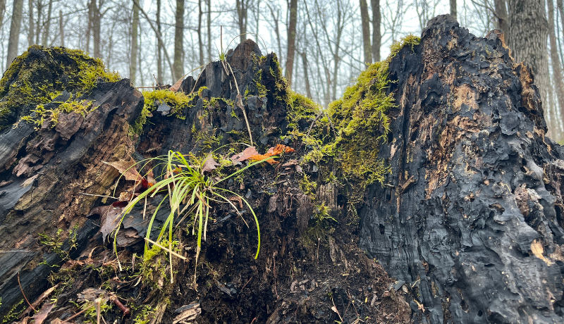 Alberta updates Biomass Waste Combustion Quantification Protocol