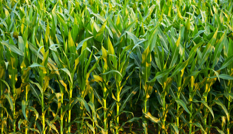 California Lawmakers Remove LCFS Price Cap from Bill Proposal