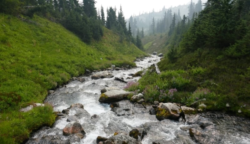 COP30 Updates: Global Carbon Market Developments