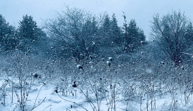 Commission Finalises ETS2 MSR Parameters, Introducing Clear TNAC Release Rules