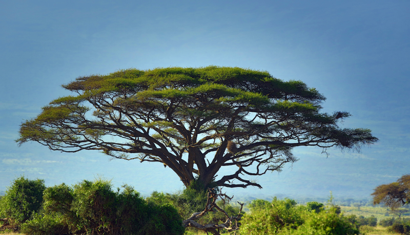 Kenya’s Koko Energy Halts Operations Due to Carbon Credits Dispute