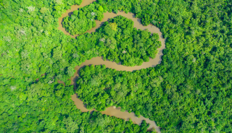 The Congo Basin launches Roadmaps to Monetize Forest Wealth