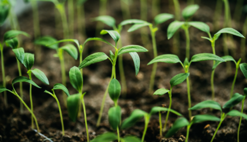 ICVCM Approves Agriculture Carbon Methodologies from CAR and Verra