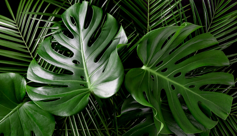 Evolving Under Scrutiny: The Voluntary Carbon Market’s Path to Maturity