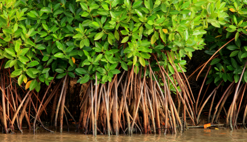 Singapore to Support the Development of High-Integrity Carbon Markets