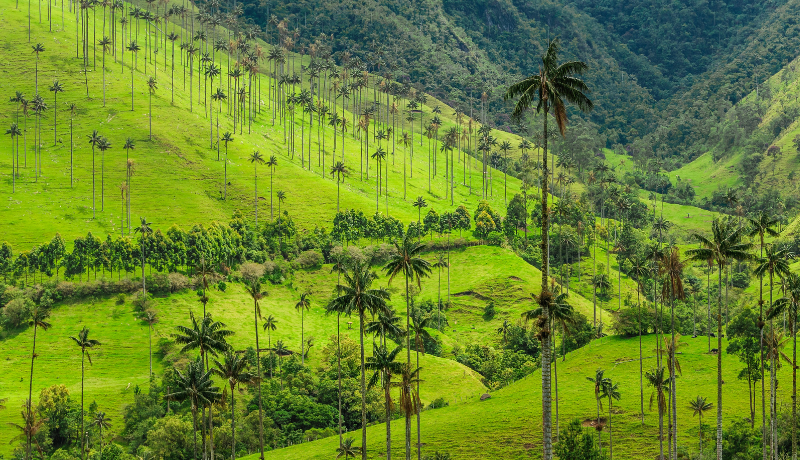 Colombia’s Carbon Tax Faces New Tensions as Offsets Surge