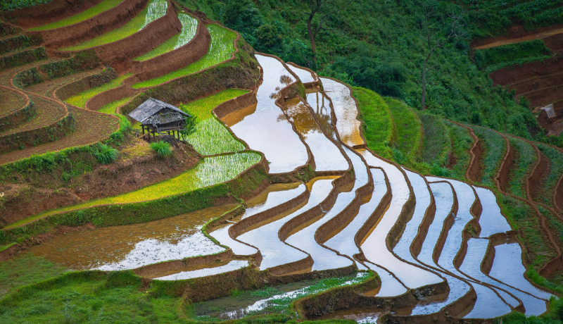 A Status Update on the Asia-Pacific Carbon Markets