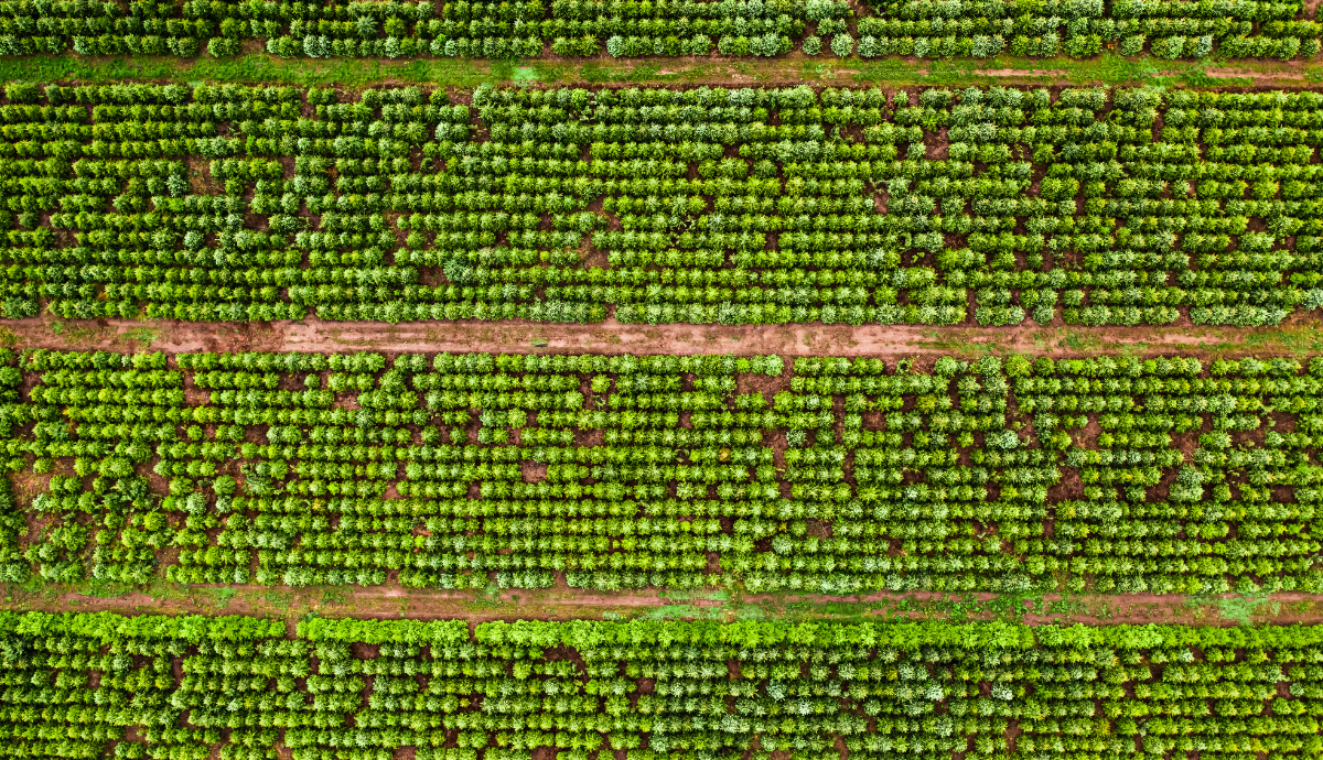 EU Carbon Removal Certification Framework: Key Developments and Implications 