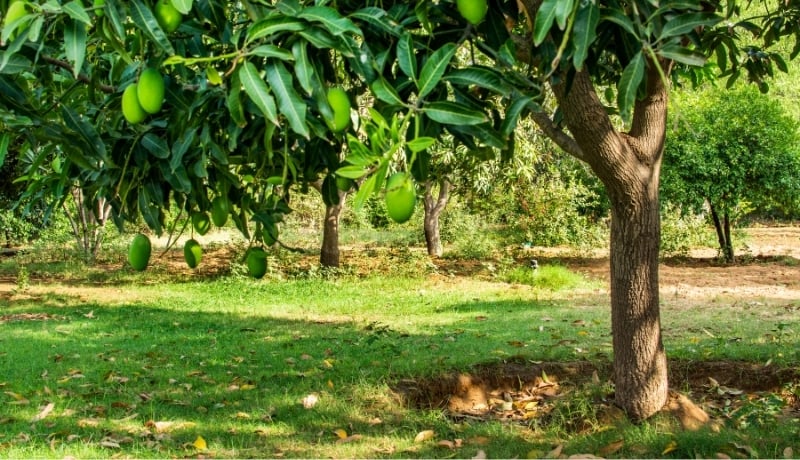 Bangladesh's First Agroforestry Carbon Credits: A Climate and Community Achievement